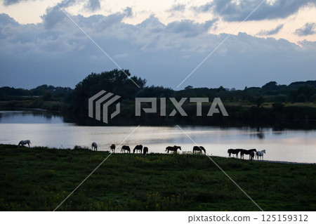 水邊純種 125159312