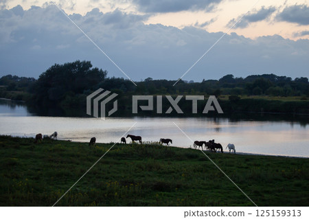 水邊純種 水邊純種 125159313