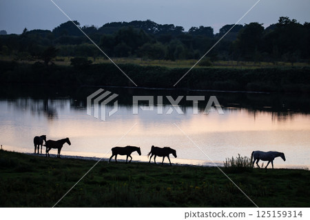 水邊純種 125159314