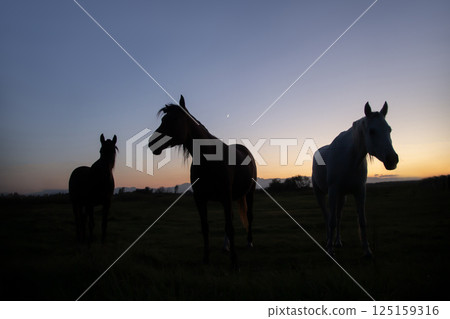 Waterside thoroughbred 125159316