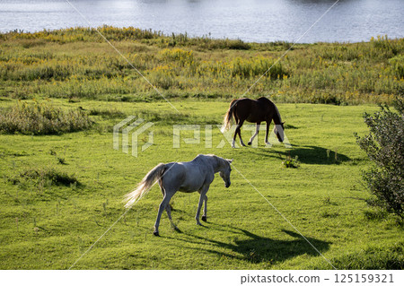Waterside thoroughbred 125159321