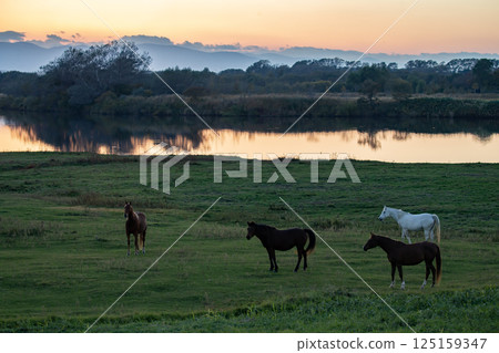 Waterside thoroughbred 125159347