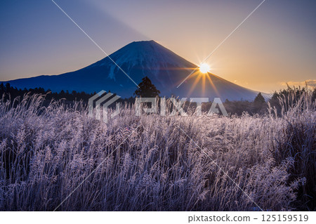 日出時分的富士山和枯萎的紫芒上的霜 日出時分的富士山和枯萎的紫芒上的霜 125159519