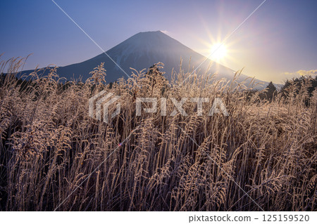 富士山和枯萎的芒草上的霜在日出中閃閃發光 125159520