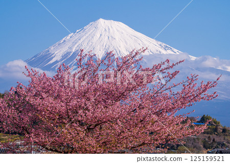 河津櫻和富士山 125159521