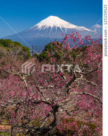 岩本山公園的紅梅花和富士山 125159525