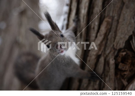 Hokkaido squirrel in autumn forest Hokkaido squirrel in autumn forest 125159540