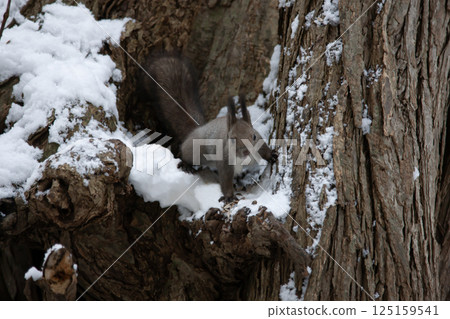 Hokkaido squirrel in autumn forest 125159541