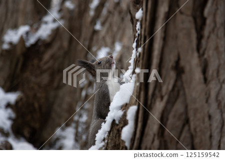 Hokkaido squirrel in autumn forest 125159542