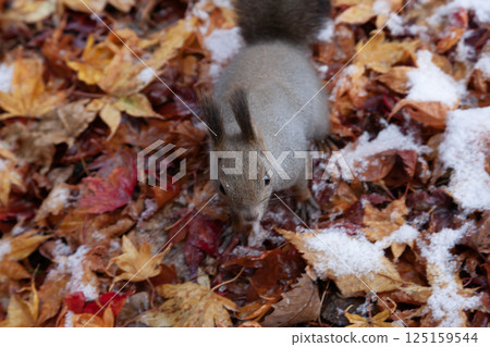 Hokkaido squirrel in autumn forest 125159544