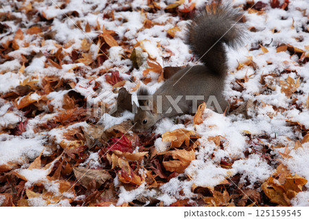 Hokkaido squirrel in autumn forest Hokkaido squirrel in autumn forest 125159545