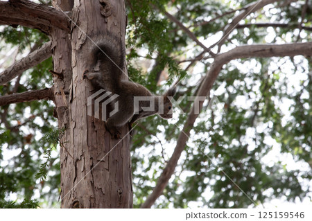 Hokkaido squirrel in autumn forest 125159546