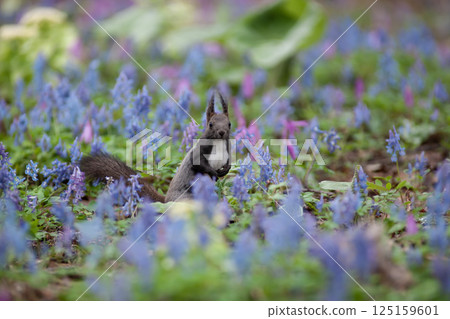 Cute Hokkaido squirrel in a flower field 125159601