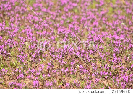 Purple carpet-like amplexicaule 125159638