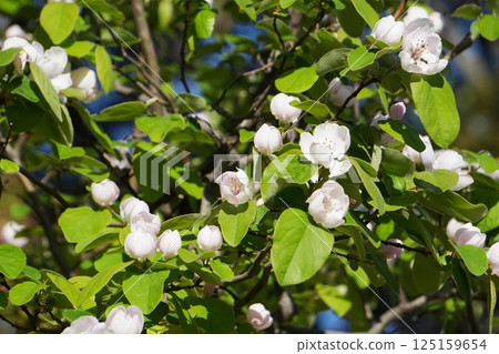 可愛的白色木瓜花 可愛的白色木瓜花 125159654