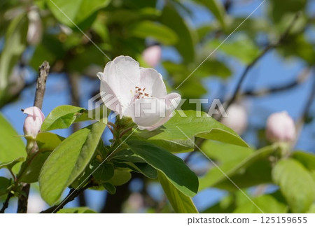 白色木瓜花的特寫 125159655