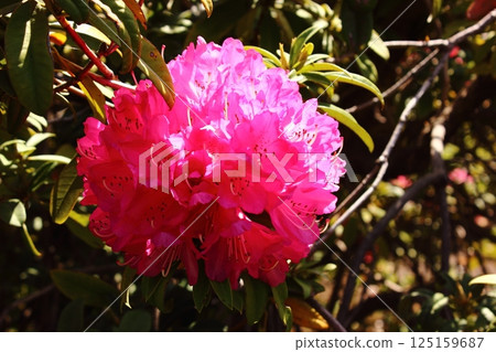 The rhododendrons at Fukuzo-in Temple in full bloom in mid-April bathed in the spring sunshine (4) The rhododendrons at Fukuzo-in Temple in full bloom in mid-April bathed in the spring sunshine (4) 125159687