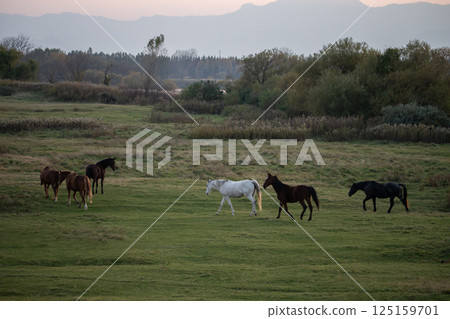 Waterside thoroughbred Waterside thoroughbred 125159701