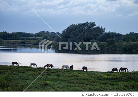 Waterside thoroughbred 125159705