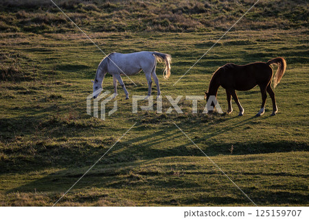 水邊純種 水邊純種 125159707