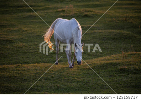 Waterside thoroughbred 125159717