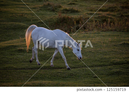 水邊純種 125159719