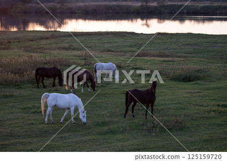 水邊純種 125159720