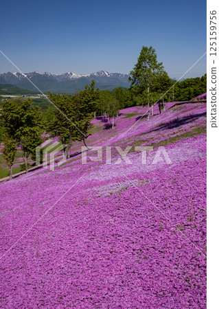 Spectacular Moss Phlox in Takinoue Town Spectacular Moss Phlox in Takinoue Town 125159756