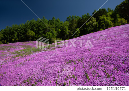 Spectacular Moss Phlox in Takinoue Town Spectacular Moss Phlox in Takinoue Town 125159771