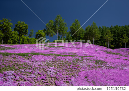 Spectacular Moss Phlox in Takinoue Town Spectacular Moss Phlox in Takinoue Town 125159782