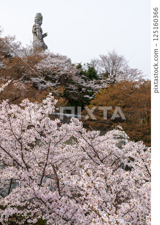 The Great Kannon stone statue at Kosaka-dera Temple and cherry blossoms in full bloom 125160366