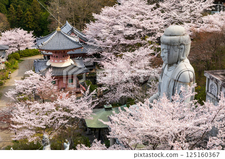 小坂寺的大佛和櫻花 小坂寺的大佛和櫻花 125160367