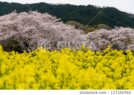 Cherry blossoms and rape blossoms at Ishibutai Tomb Cherry blossoms and rape blossoms at Ishibutai Tomb 125160368