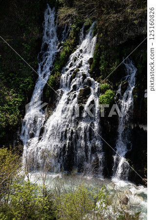 白須瀑布的新綠 125160826