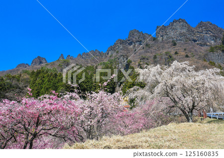 垂枝櫻花和妙義山 垂枝櫻花和妙義山 125160835