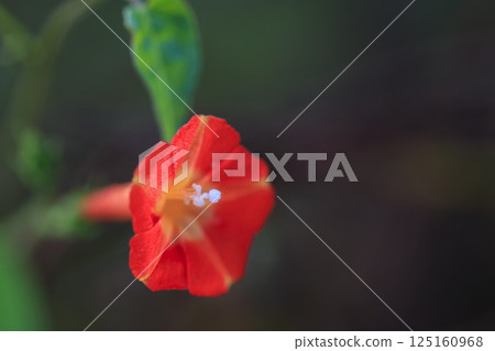 朱花日本月桂 朱花日本月桂 125160968