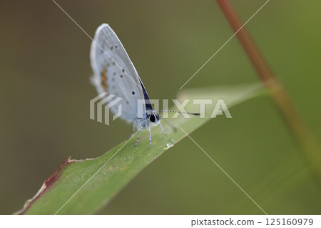 A swallowtail butterfly resting on a blade of grass in Kusamura in autumn A swallowtail butterfly resting on a blade of grass in Kusamura in autumn 125160979