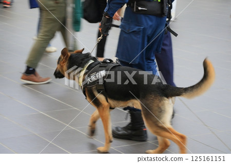 Osaka Prefectural Police guard dog at event venue Osaka Prefectural Police guard dog at event venue 125161151