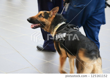 Osaka Prefectural Police guard dog at event venue Osaka Prefectural Police guard dog at event venue 125161152
