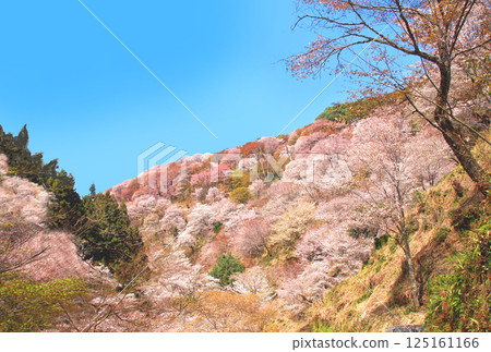 World Heritage Site Yoshino Omine's cherry blossoms in full bloom 125161166