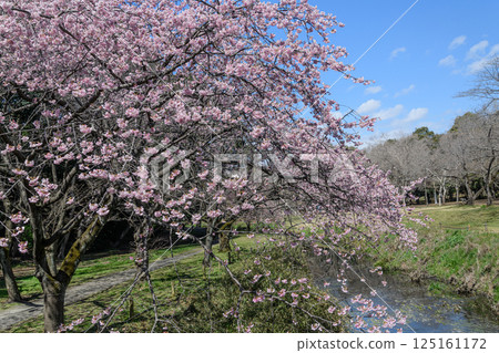 A row of cherry trees in full bloom with a stream running through it A row of cherry trees in full bloom with a stream running through it 125161172