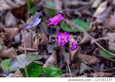 一朵可愛的萱草銀蓮花 一朵可愛的萱草銀蓮花 125161177