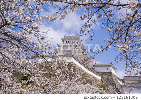 姬路城的天守閣以櫻花裝飾 125161309