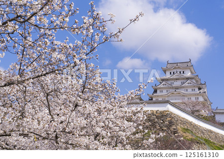 姬路城的天守閣以櫻花裝飾 125161310
