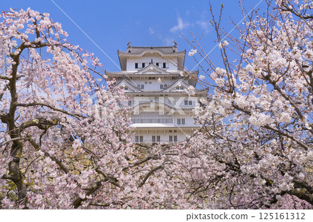 姬路城的天守閣以櫻花裝飾 125161312