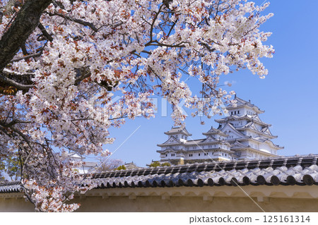 姬路城的天守閣以櫻花裝飾 125161314