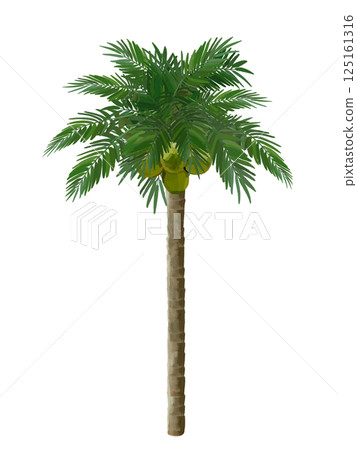 椰子樹（有椰子） 125161316