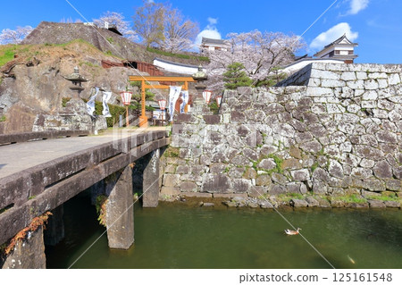 【大分縣】晴朗天氣下的臼杵城與盛開的櫻花(臼杵城址櫻花節) 【大分縣】晴朗天氣下的臼杵城與盛開的櫻花(臼杵城址櫻花節) 125161548