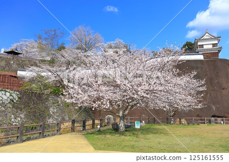 [Oita Prefecture] Usuki Castle on a clear day and cherry blossoms in full bloom (Usuki Castle Site Cherry Blossom Festival) 125161555