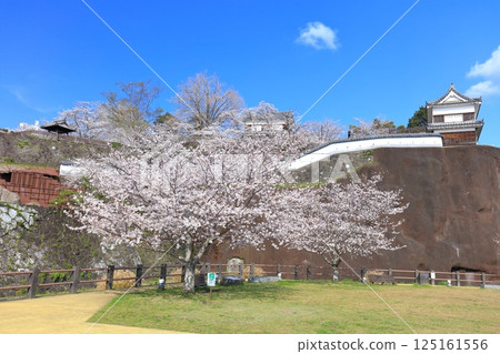 【大分縣】晴朗天氣下的臼杵城與盛開的櫻花(臼杵城址櫻花節) 【大分縣】晴朗天氣下的臼杵城與盛開的櫻花(臼杵城址櫻花節) 125161556